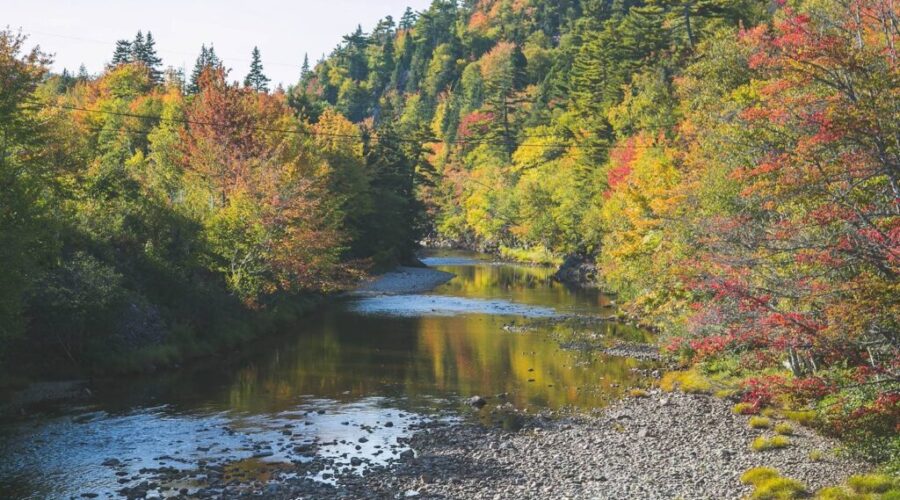 Forestry Innovation Transition Trust, Funding Four More Projects