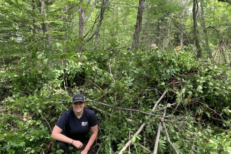 Cutting Back Glossy Buckthorn