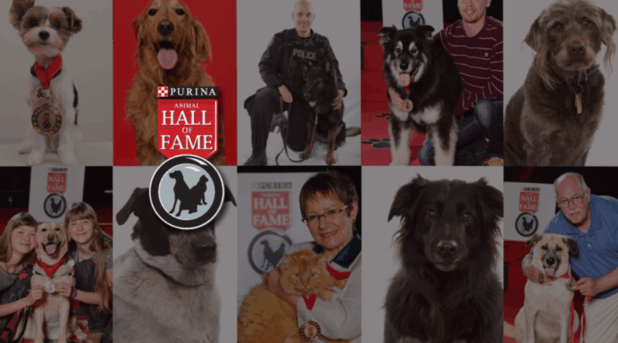 Acts Of Heroism Earn Spots In Purina Animal Hall of Fame