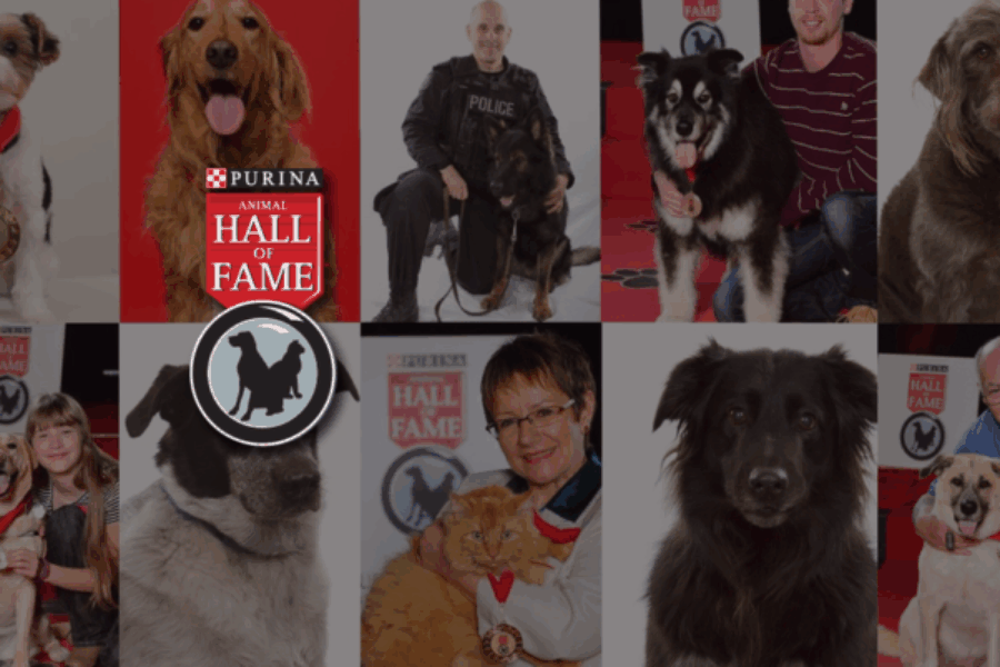 Acts Of Heroism Earn Spots In Purina Animal Hall of Fame