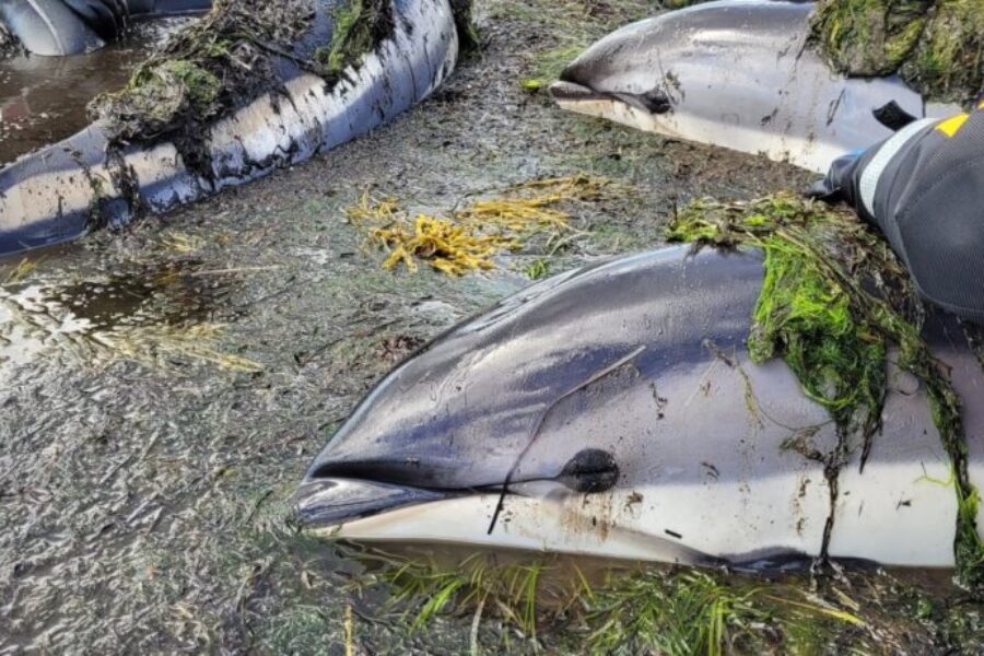 Stranded dolphin pod rescued from McNutts Island