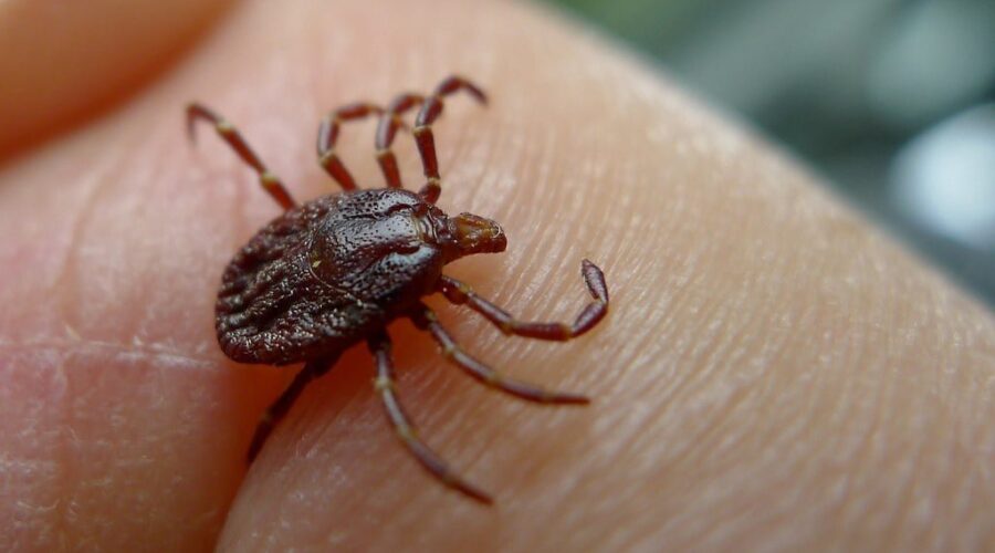 Lyme vaccine enters US Phase 3 clinical trials