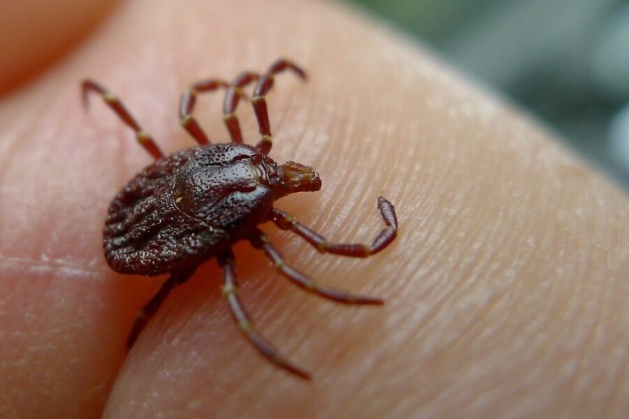 Lyme vaccine enters US Phase 3 clinical trials