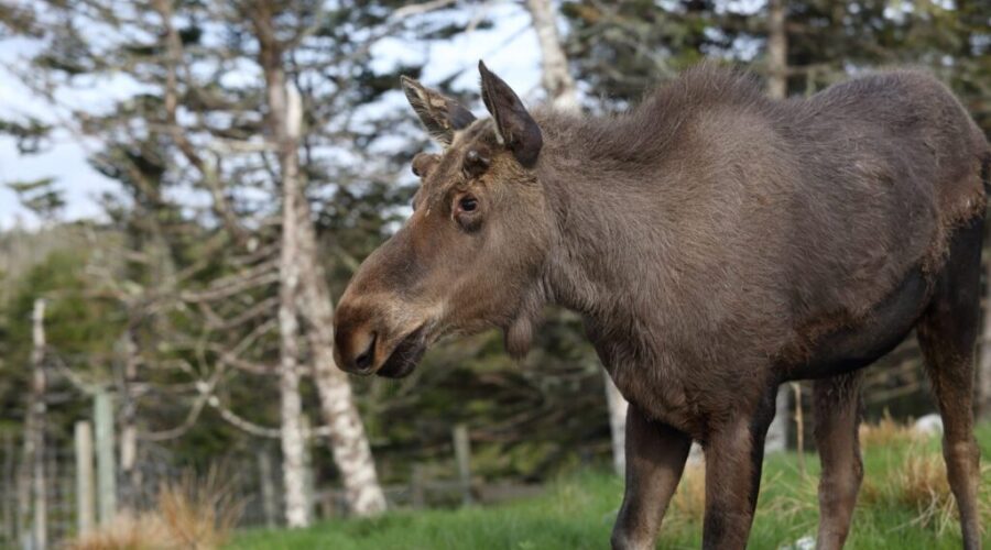 NCC Purchases 296 Hectares In Tobeatic Wilderness Area