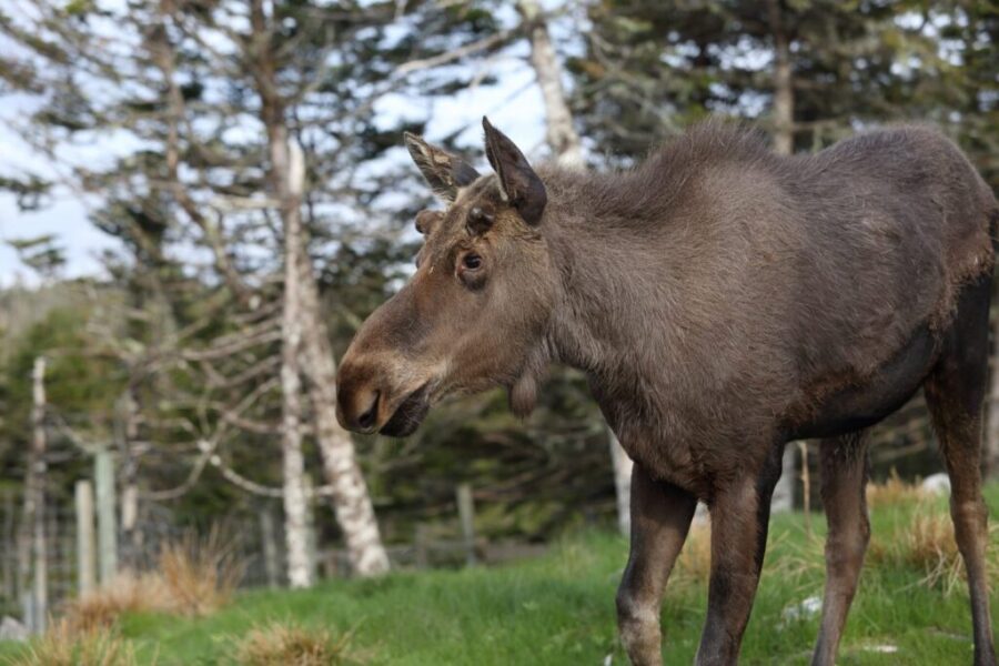 NCC Purchases 296 Hectares In Tobeatic Wilderness Area