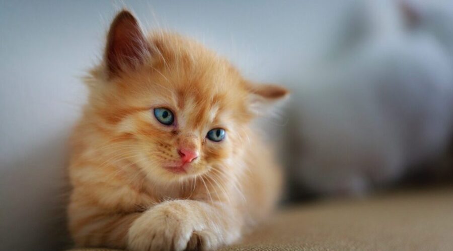 N.S. animal rescue sees more pet surrenders amid housing crunch