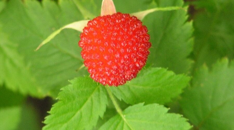 A New Way to Grow Raspberries