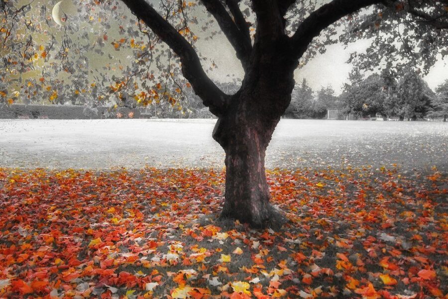 Seasons Change From Summer To Fall