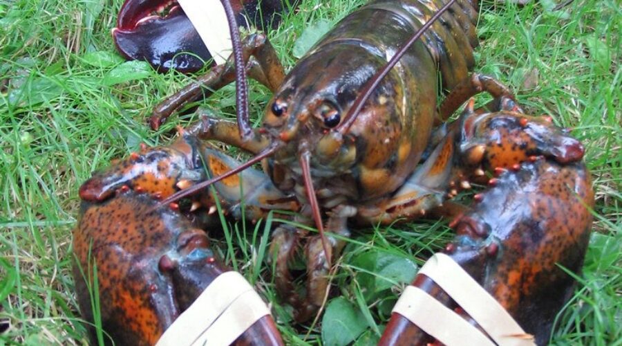 Funding Put Aside for Marine Interpretative Centre