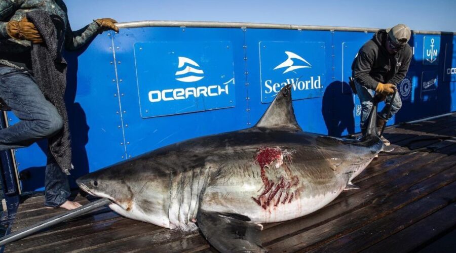 OCEARCH seeking help locating shark tags