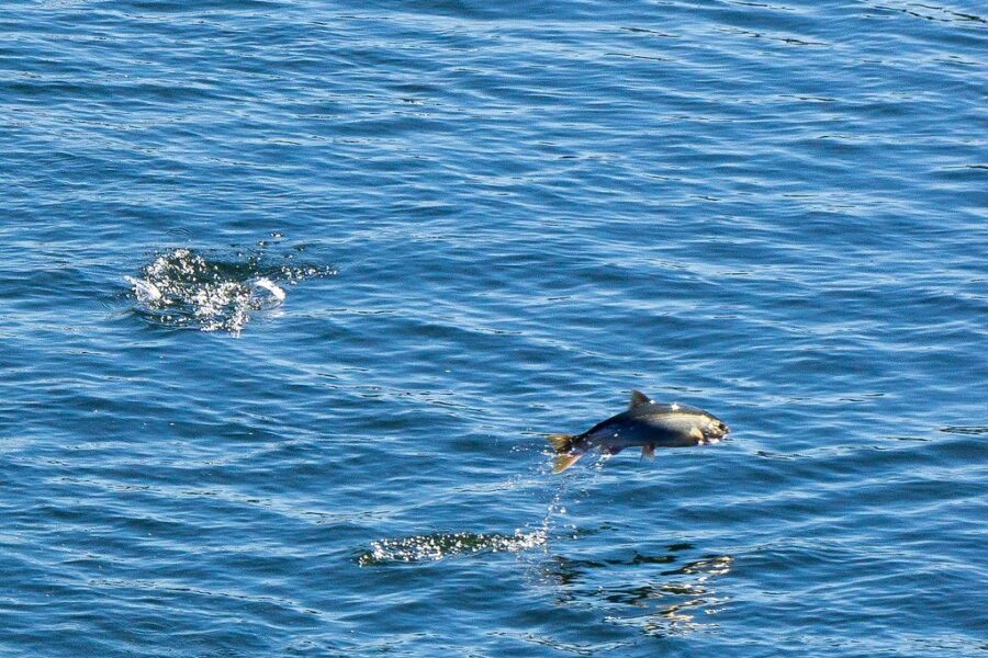 Applications Now Being Accepted For Atlantic Salmon Conservation