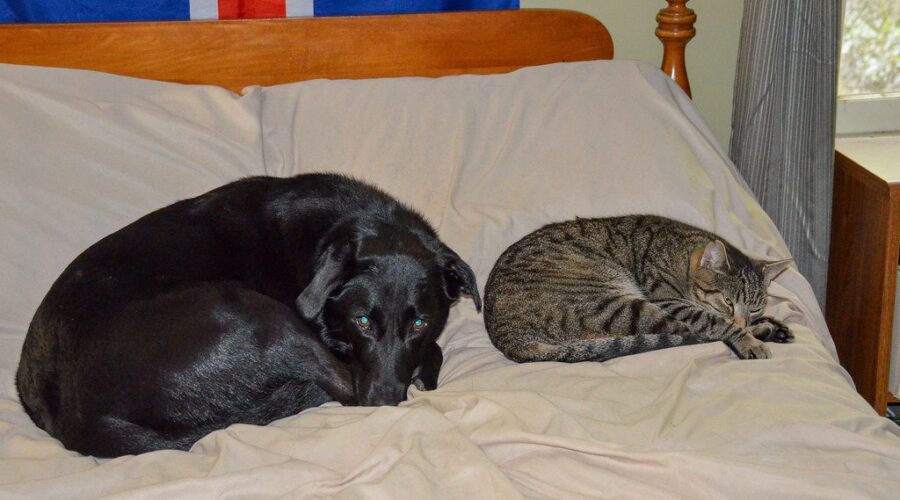 Cats Rule Canadian Households