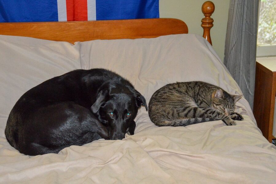 Cats Rule Canadian Households