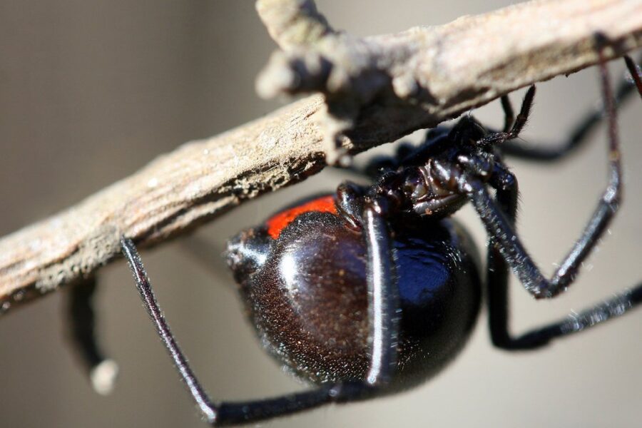 Black Widow Spiders shut down Cape Breton Transit garage