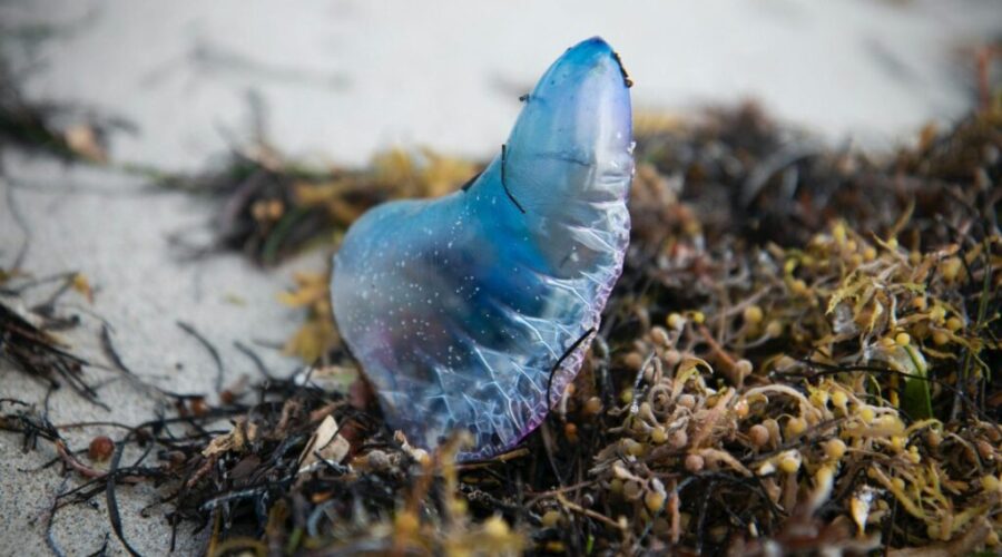 Portuguese Man of War spotted at two beaches near Halifax