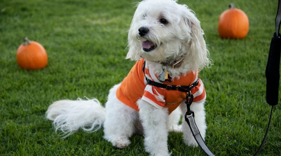 Keep your pets safe this Halloween!