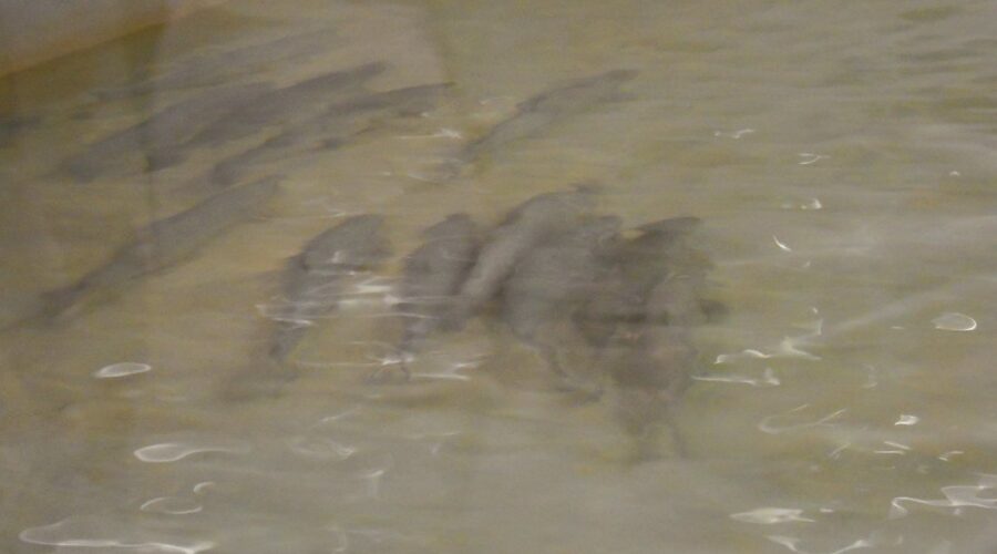 More Atlantic Salmon Released in Cape Breton Highlands National Park