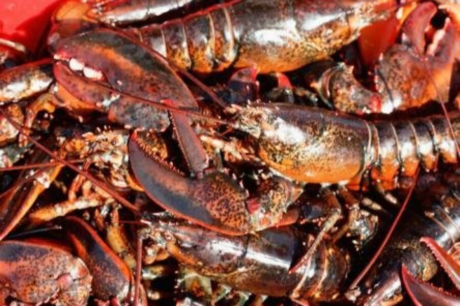 Inflation hurting demand and prices for lobster