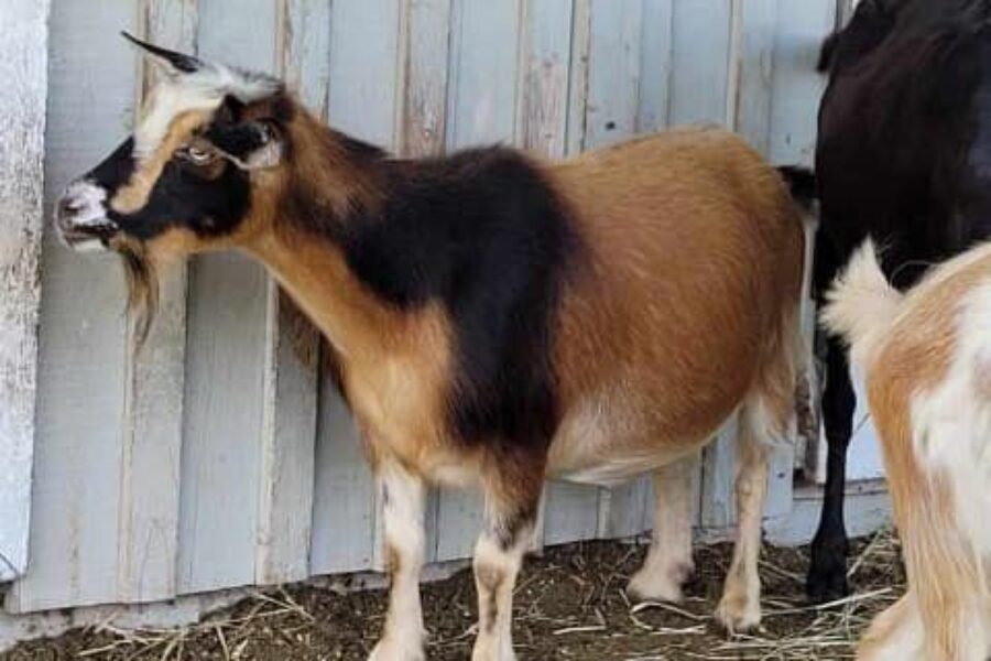 We are officially on #GoatWatch2022