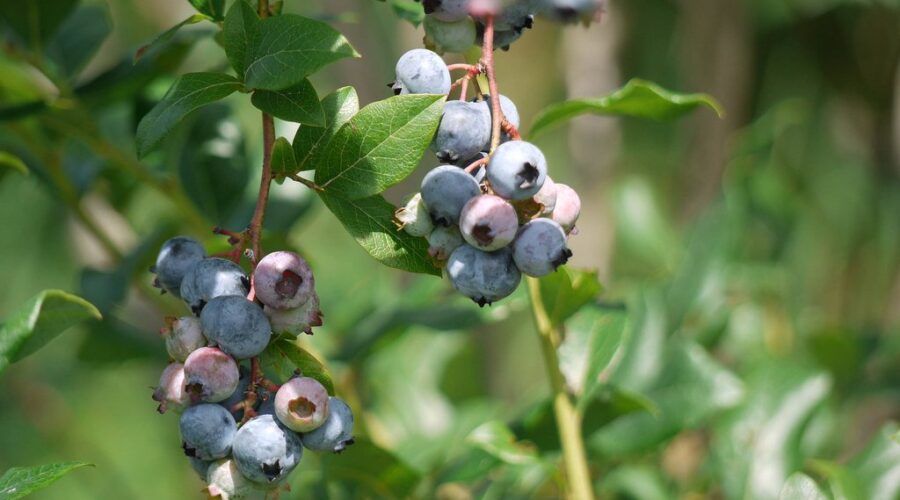 Flexible Financing Helps Grow More Wild Blueberries
