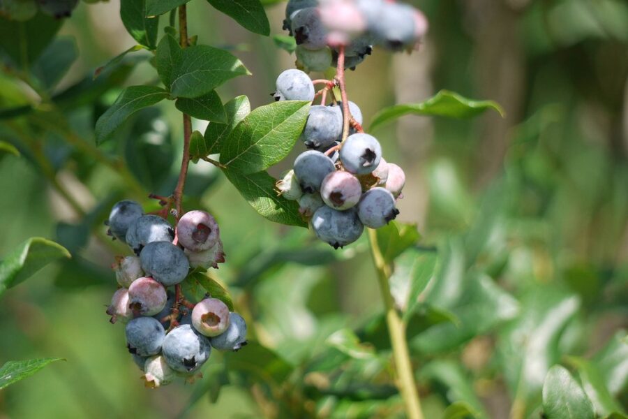 Flexible Financing Helps Grow More Wild Blueberries