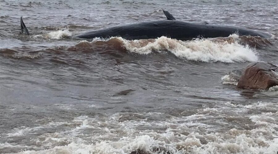 Inverness County Tragedy: Beached Whale Dies