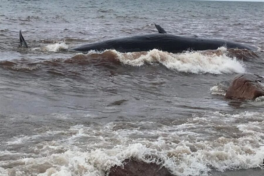 Inverness County Tragedy: Beached Whale Dies