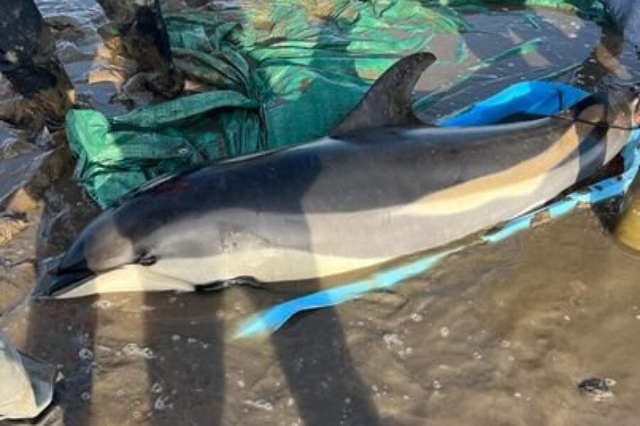Dozens Help Rescue Dolphins In Digby