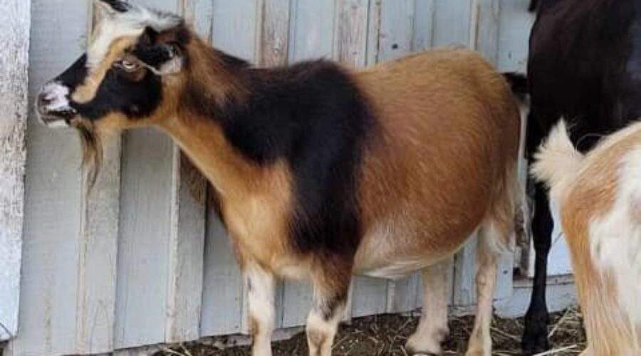 The End of #GoatWatch2022