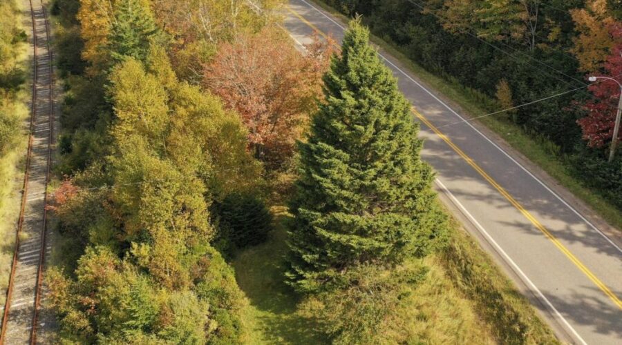 Massive Tree for Boston being gifted by Cape Breton family