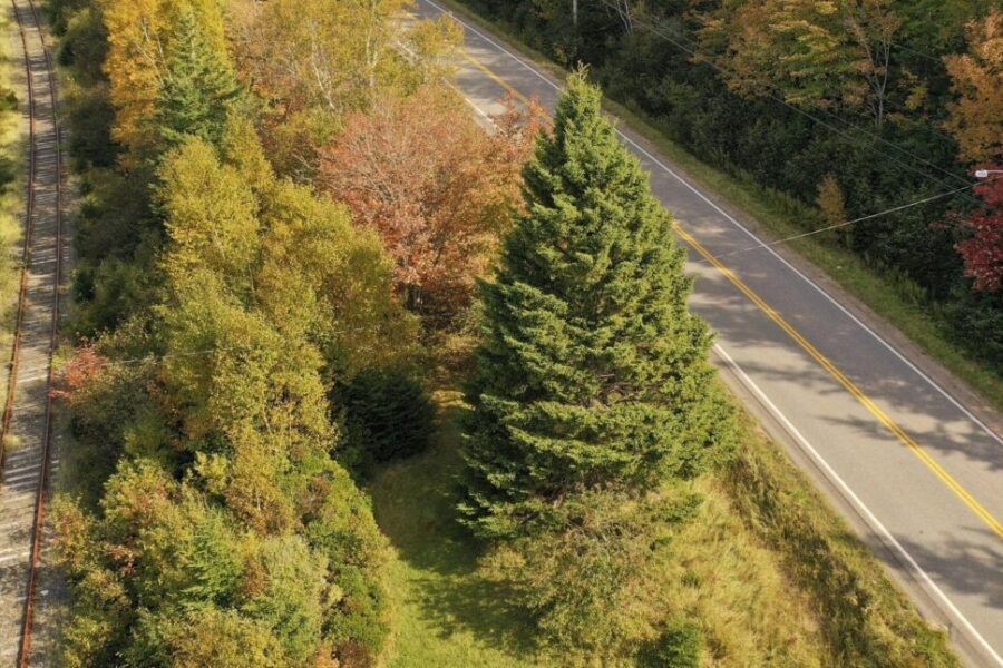 Massive Tree for Boston being gifted by Cape Breton family