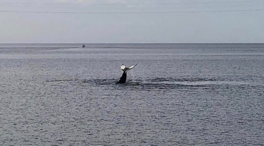 An Amazing Performance Near Canso Causeway