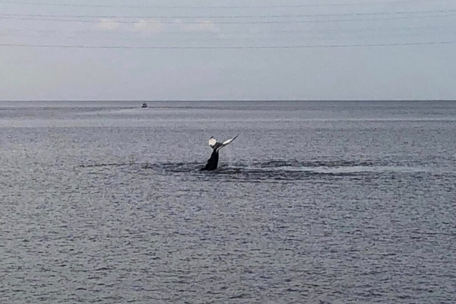 An Amazing Performance Near Canso Causeway
