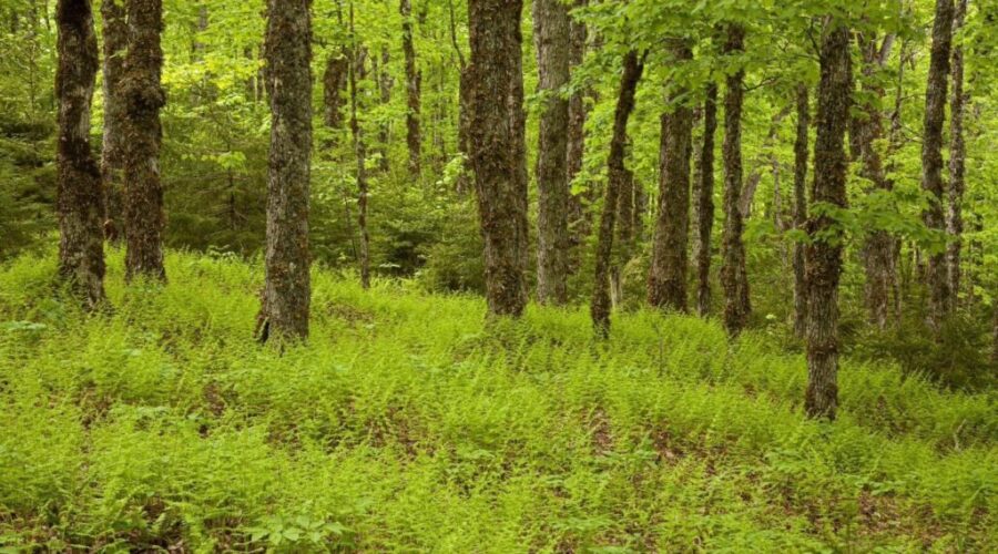 Sackville gets newly designated 800 hectare wilderness area