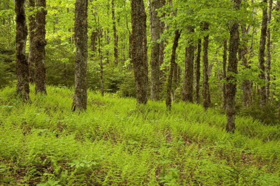 Sackville gets newly designated 800 hectare wilderness area