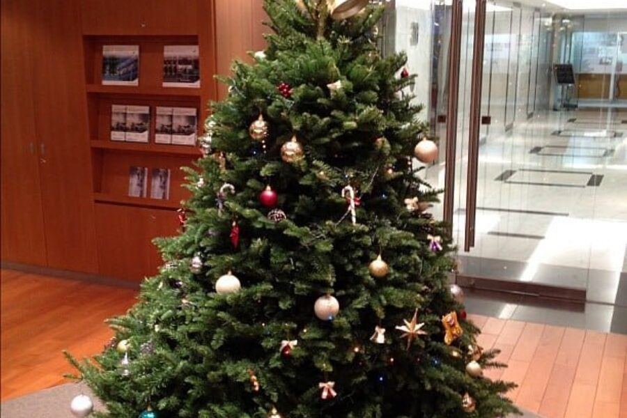 Caring For Your Christmas Tree