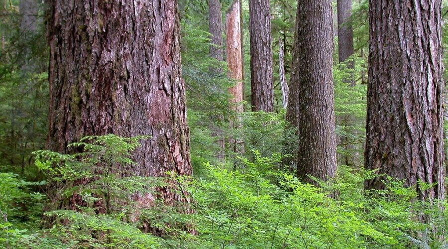 NS Finds High Production Forest Zone for Triad Model of Forestry