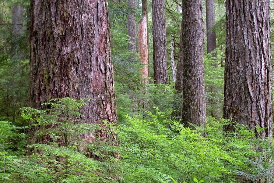 NS Finds High Production Forest Zone for Triad Model of Forestry