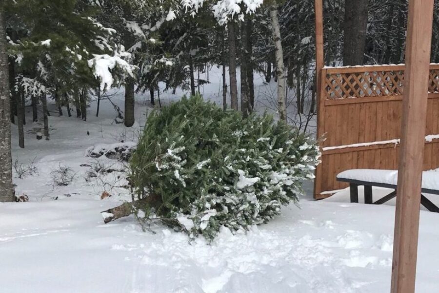 Give Your Christmas Tree A Second Life In Your Backyard