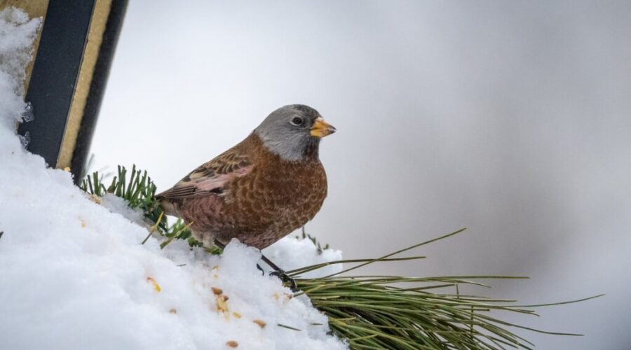 Bird Watchers Flock To Lunenburg In Hopes of Sighting Rare Gray-Crowned Rosy Finch