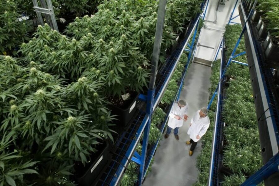 Organigram Posts Best-Ever Gross Quarterly Profit
