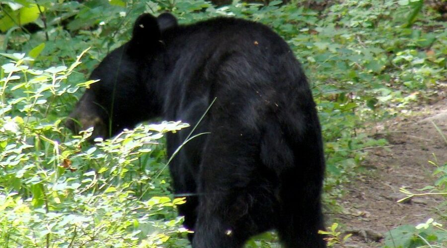 Research Being Conducted on Black Bear Management for Nova Scotia