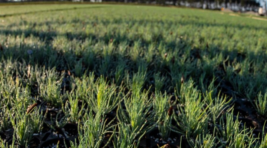 NS Offers Funding For Farmers Impacted By Hurricane Fiona