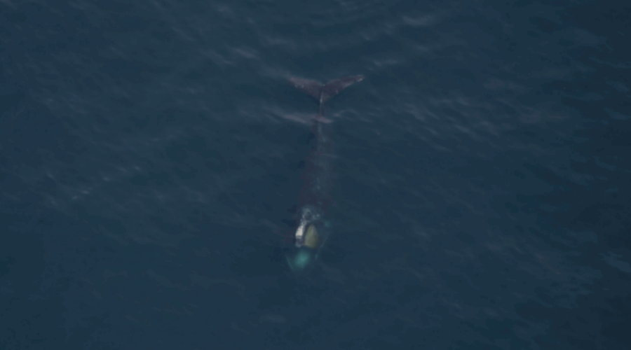 North Atlantic Right Whale Disentangled From Canadian Gear