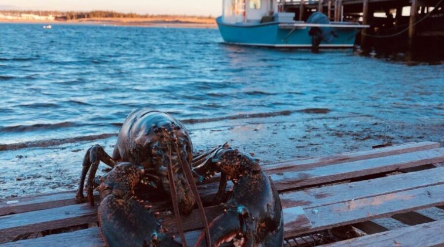 ‘Lucy The Lobster’ Ready For Groundhog Day In Barrington