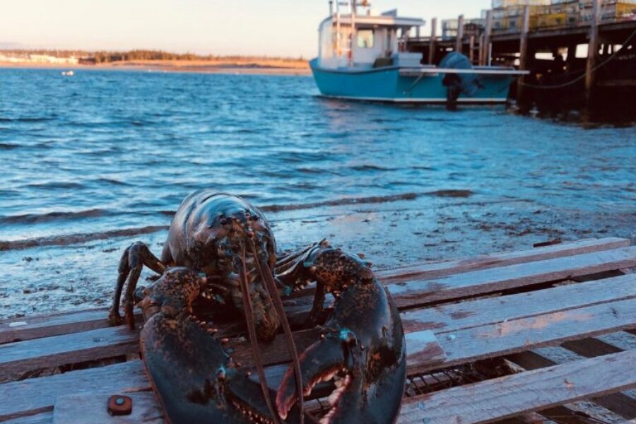 ‘Lucy The Lobster’ Ready For Groundhog Day In Barrington