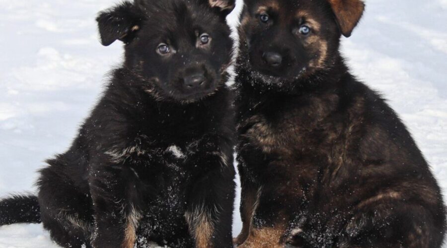 Name that RCMP Puppy 2023 contest!