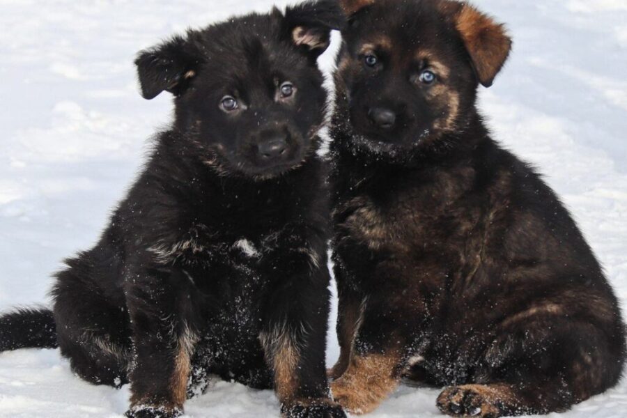 Name that RCMP Puppy 2023 contest!