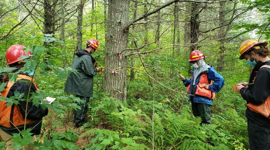 Silviculture funding model changed to better line up with seasonal work