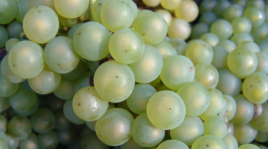 $15 million for grape and fruit growers affected by February’s cold snap